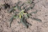 род Astragalus