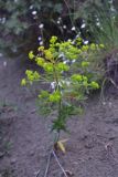 genus Euphorbia