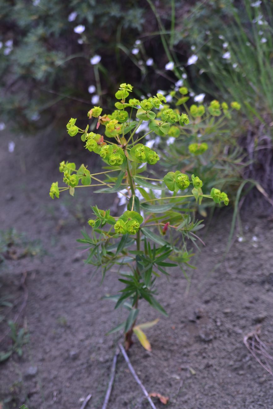 Image of genus Euphorbia specimen.