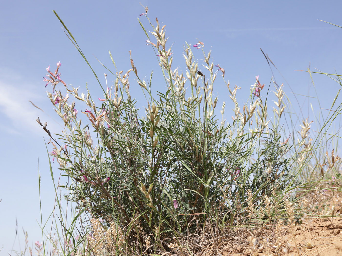 Image of Astragalus astrachanicus specimen.