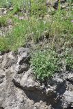 род Centaurea. Цветущее растение. Грузия, край Самцхе-Джавахети, Аспиндзский муниципалитет, южная окр. с. Тмогви, горная степь, край обрыва. 10 июня 2026 г.