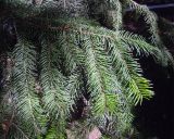 View full-size image Abies semenovii