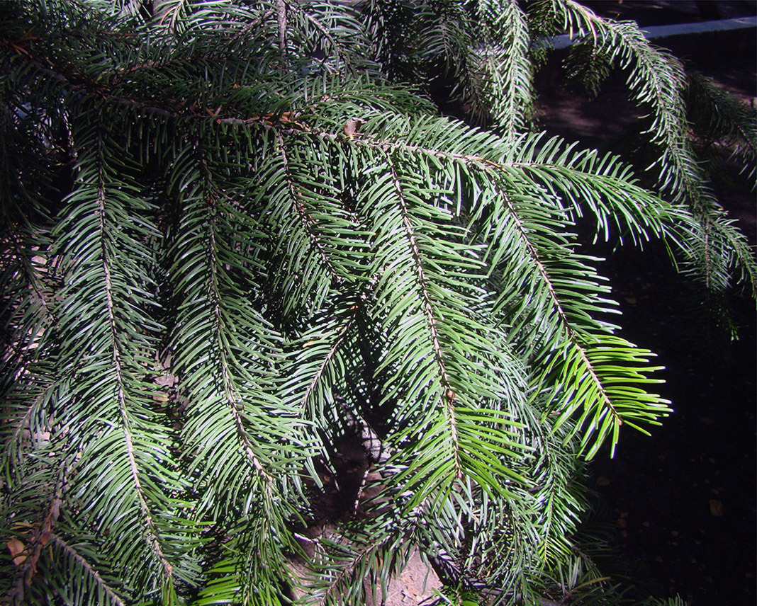 Изображение особи Abies semenovii.