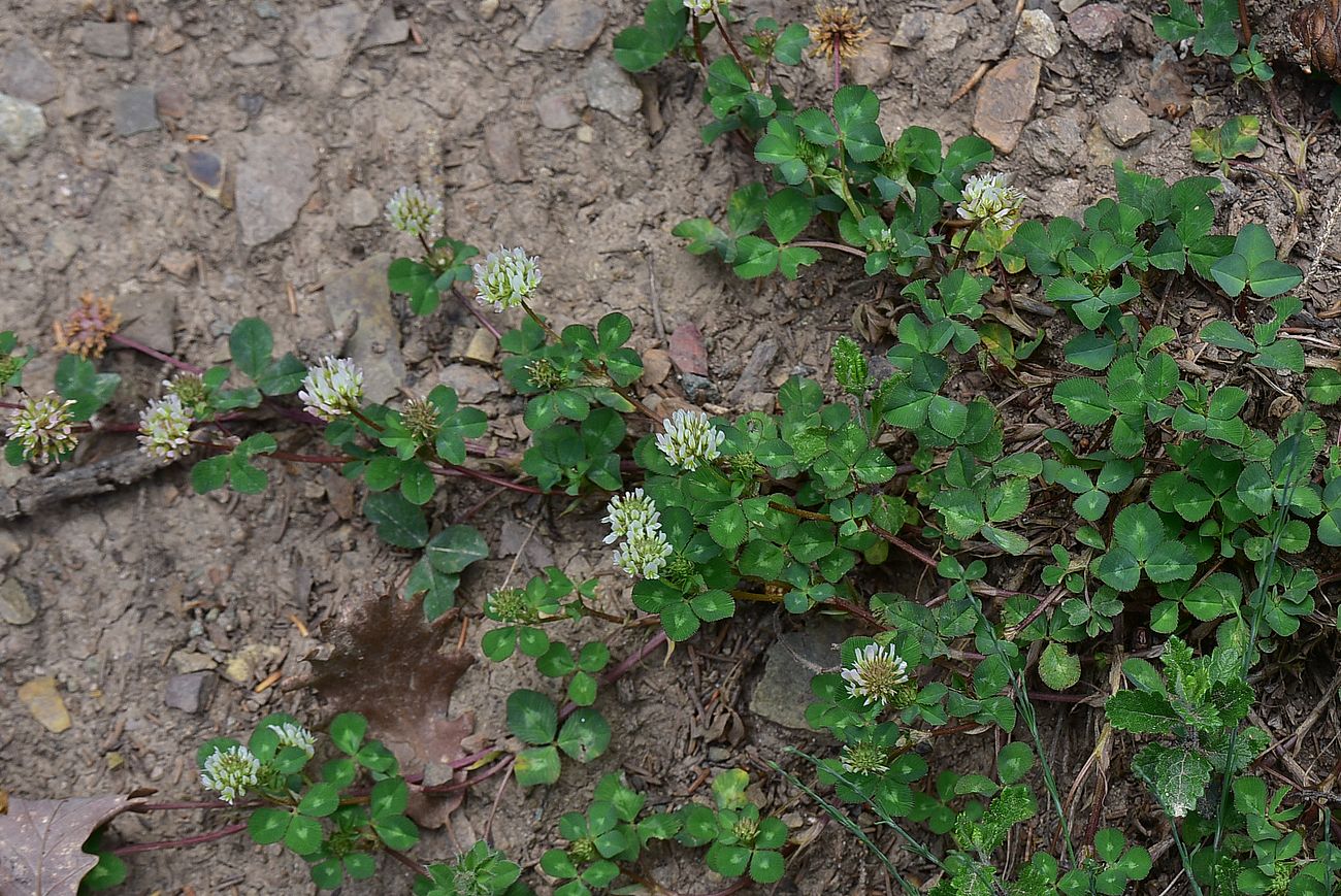 Изображение особи Trifolium repens.
