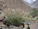 genus Silene. Цветущее растение. Таджикистан, Горно-Бадахшанская автономная обл., Шугнанский р-н, окр. кишлака Нимос, дол. р. Гунт, ≈ 2820 м н.у.м., каменистая осыпь. 15 июля 2026 г.