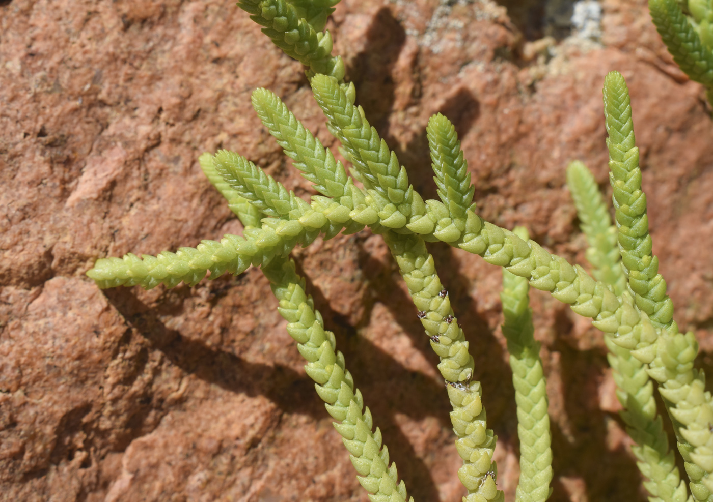 Image of Crassula muscosa specimen.