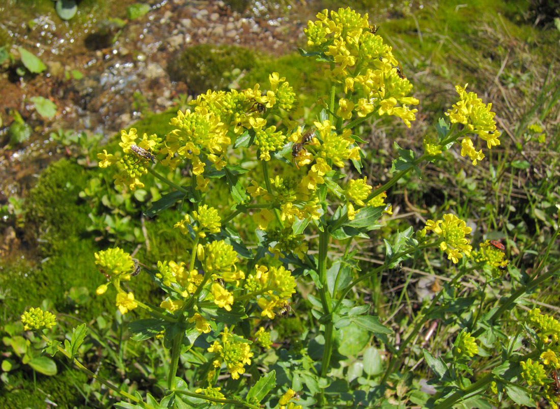 Image of Barbarea arcuata specimen.