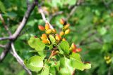 Pistacia vera. Ветвь с плодами. Узбекистан, Ташкентская обл., отроги Чаткальского хр, левый берег р. Галвасай. 26.05.2011.