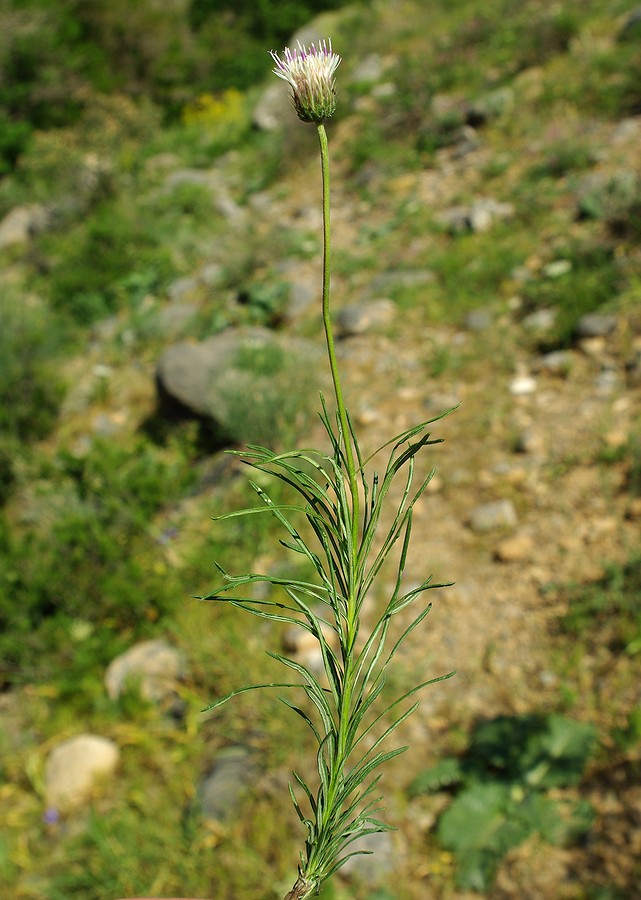 Image of Jurinea suffruticosa specimen.