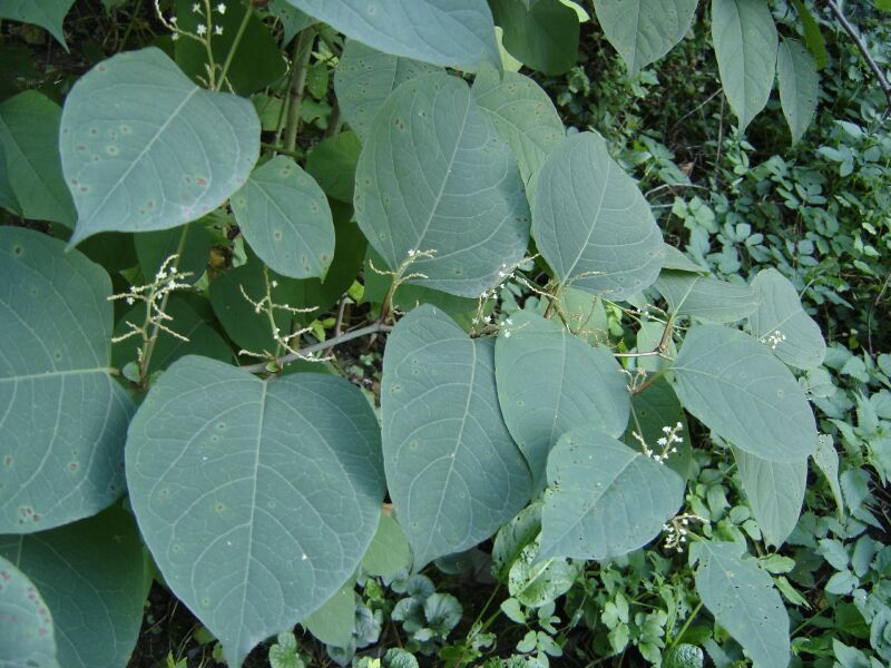 Image of Reynoutria japonica specimen.