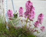 Pedicularis verticillata