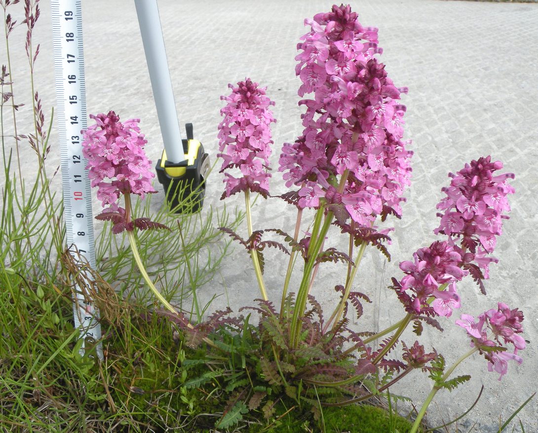 Image of Pedicularis verticillata specimen.