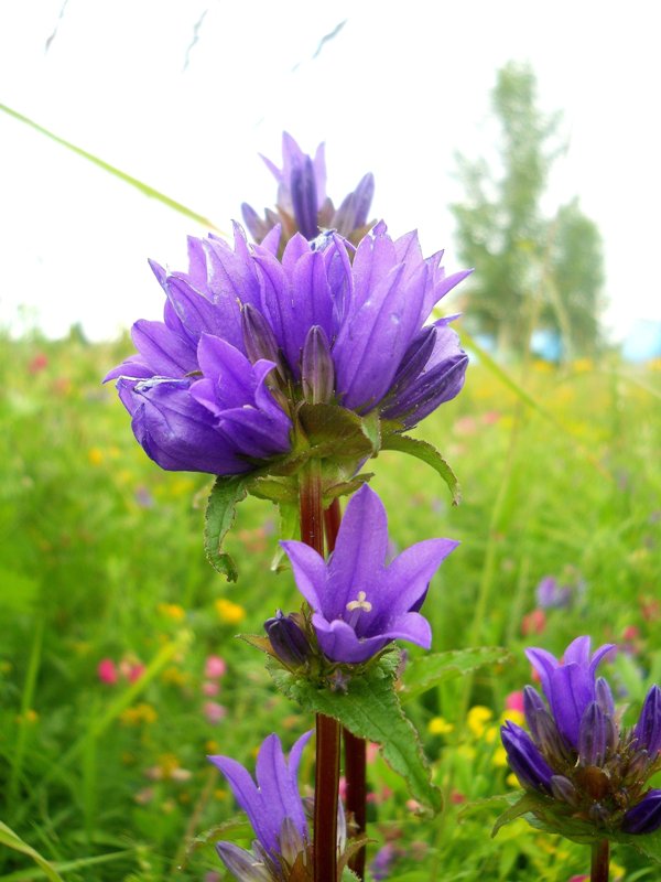 Изображение особи Campanula glomerata.