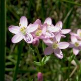 Centaurium erythraea. Цветки. Украина, Донецкая обл., Краснолиманский р-н, окр. пгт Ямполь. 09.07.2011.