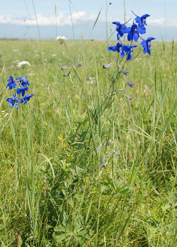 Image of Delphinium grandiflorum specimen.