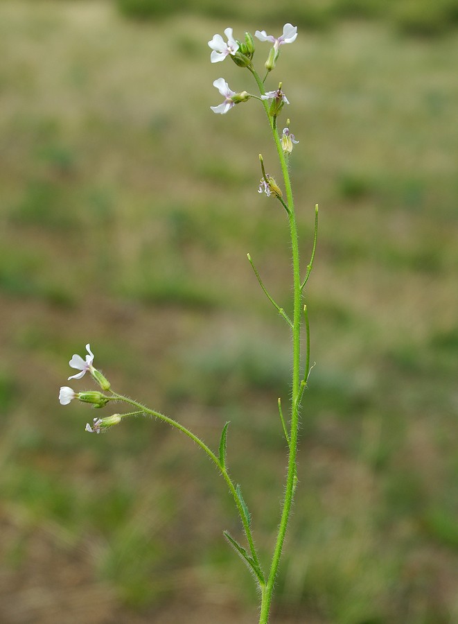 Image of Parrya mollissima specimen.