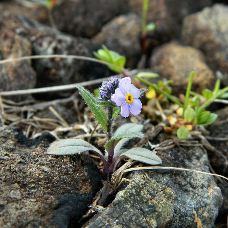 Изображение особи Myosotis asiatica.