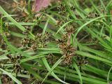 Cyperus fuscus. Соцветия и листья. Южный Берег Крыма, пос. Виноградный, обочина. 23 августа 2011 г.