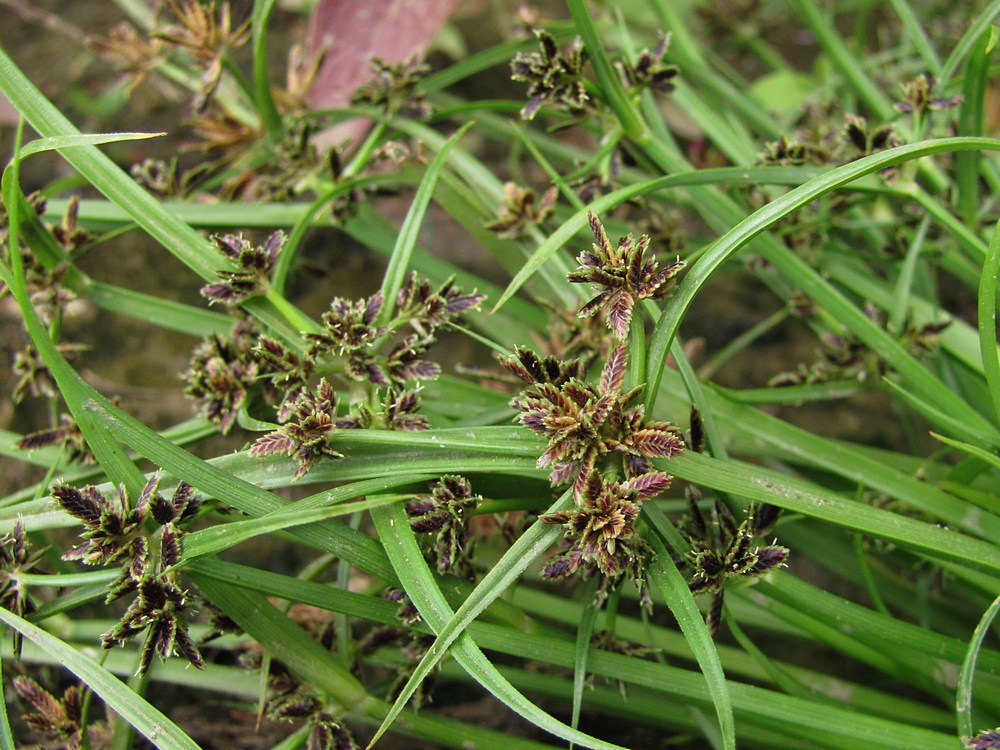 Image of Cyperus fuscus specimen.