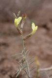 Astragalus lancifolius