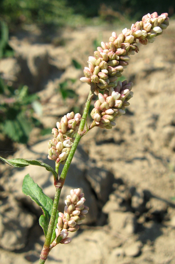 Image of Persicaria lapathifolia specimen.