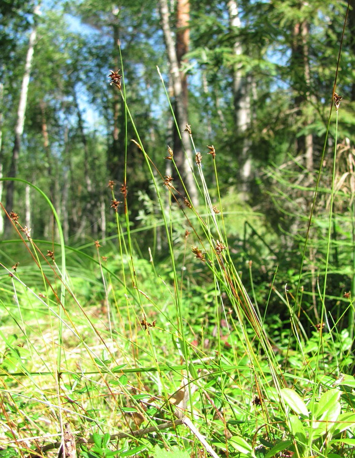 Изображение особи Carex dioica.