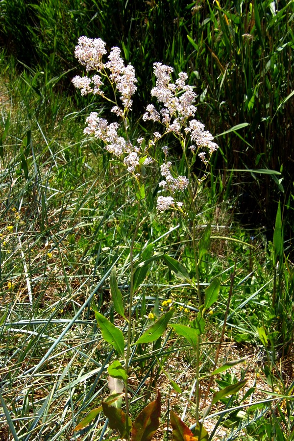 Изображение особи Lepidium latifolium.