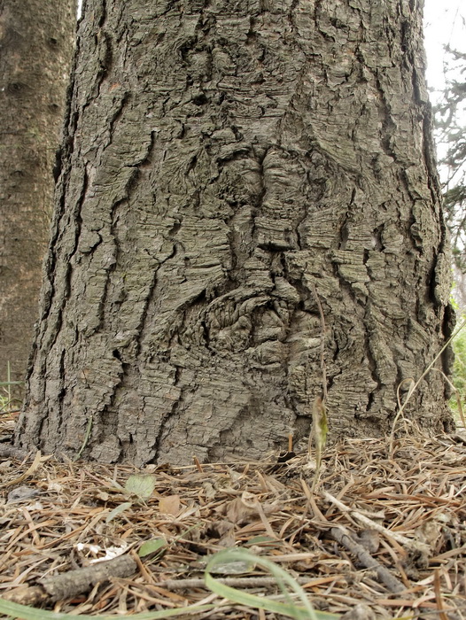 Image of Abies holophylla specimen.