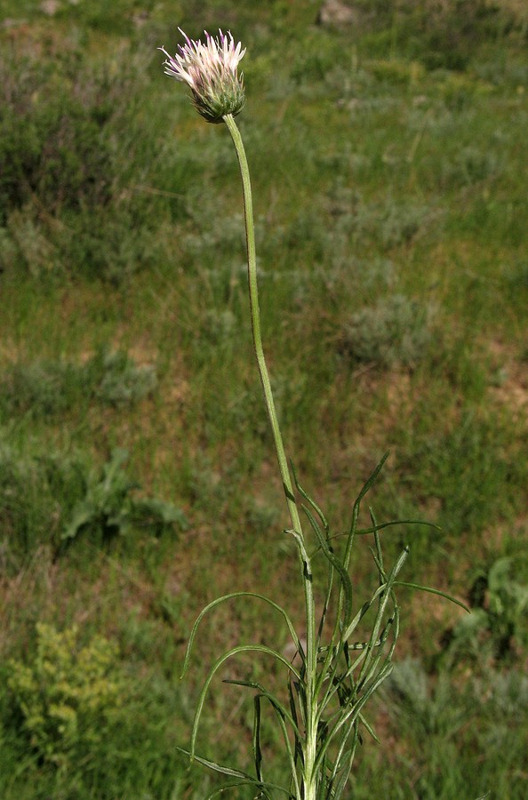 Image of Jurinea suffruticosa specimen.