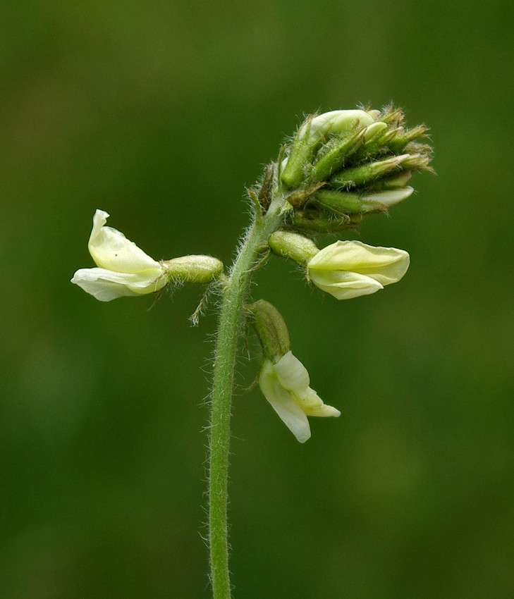 Image of Oxytropis ochroleuca specimen.