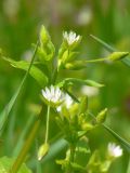 Stellaria neglecta