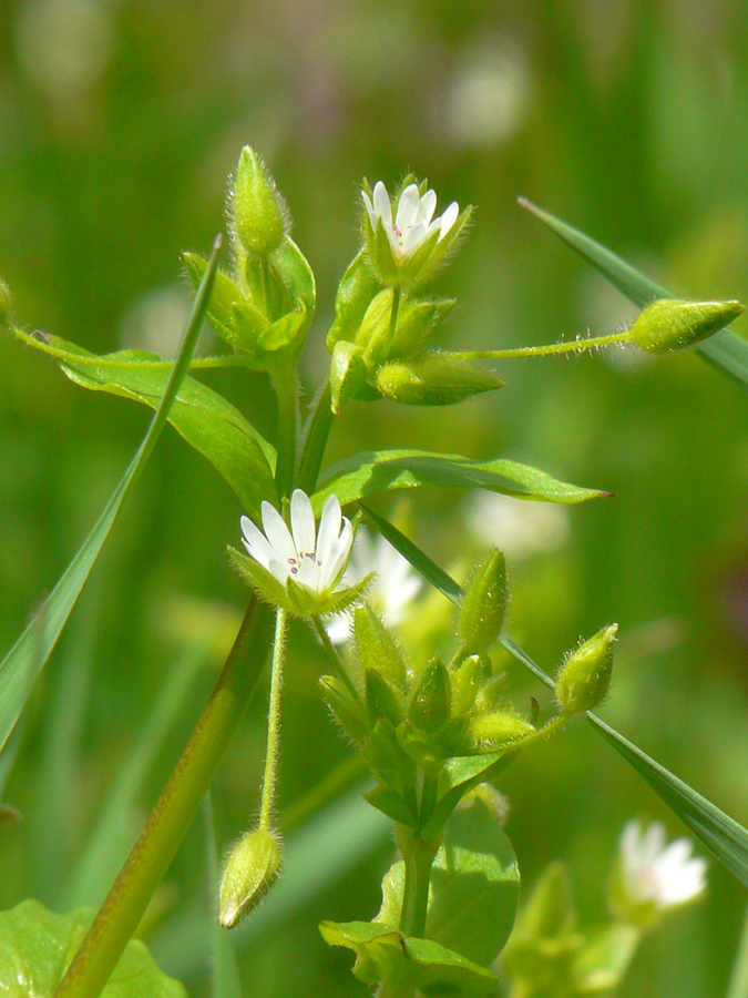 Изображение особи Stellaria neglecta.
