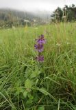 Salvia verticillata. Цветущее растение. Словакия, Кошицкий край, район Рожнява. 31.07.2011.