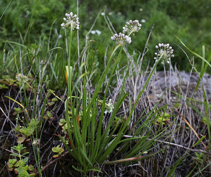 Image of Allium denudatum specimen.