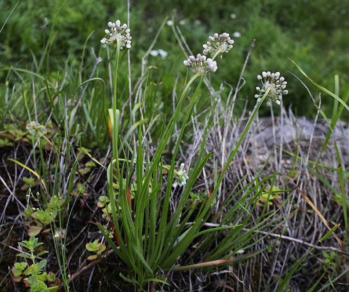 Изображение особи Allium denudatum.