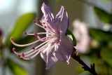 genus Rhododendron