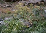 Archangelica komarovii. Плодоносящие растения. Таджикистан, Памир, окр. г. Хорог. 31.07.2011.