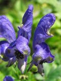 Aconitum degenii