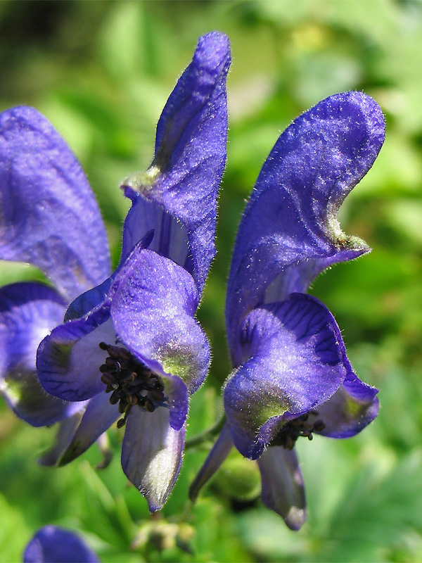 Изображение особи Aconitum degenii.