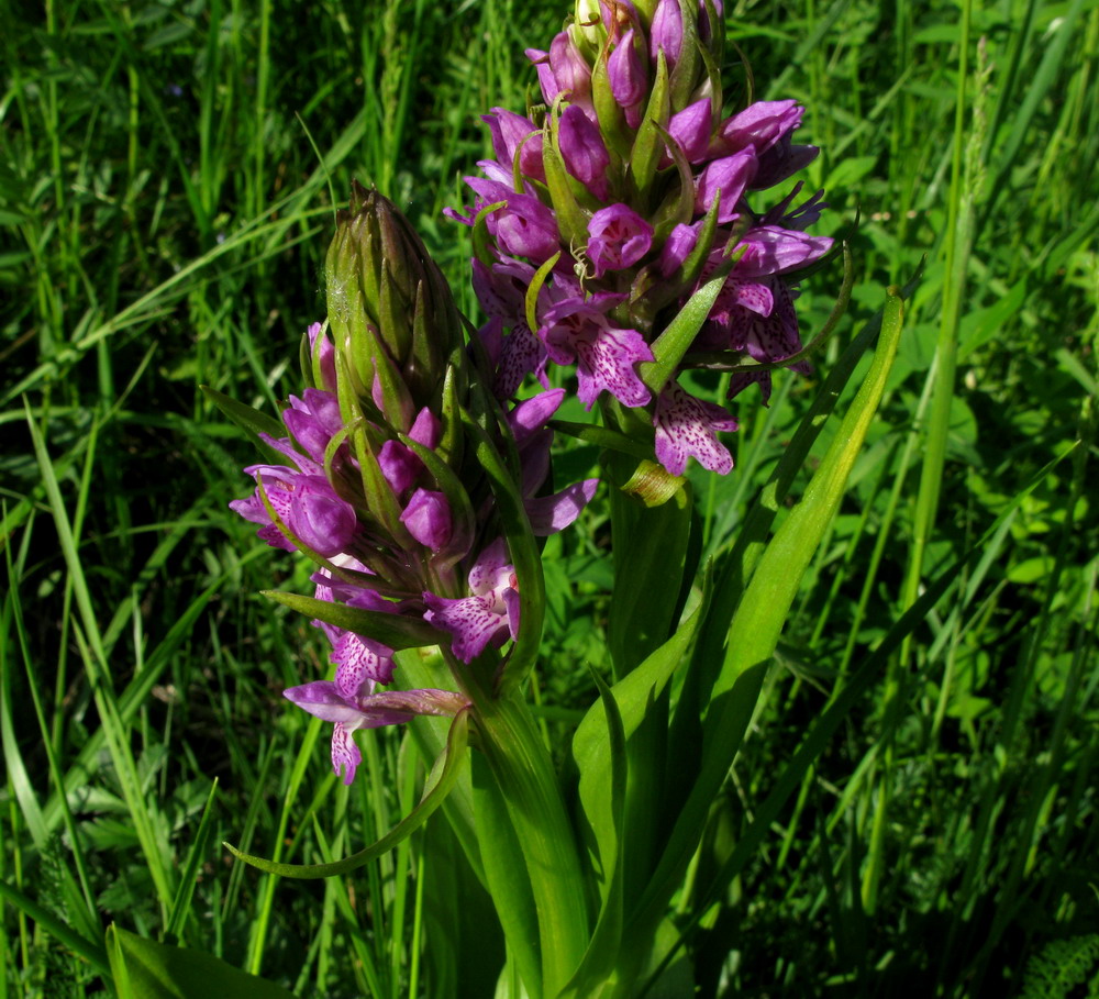 Изображение особи Dactylorhiza sibirica.