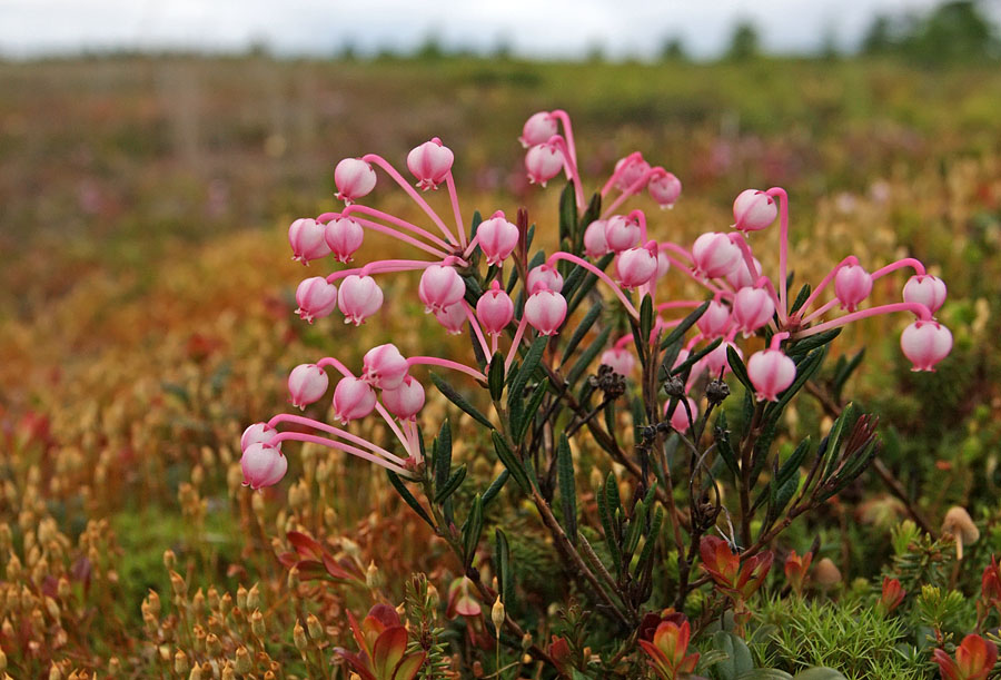 Изображение особи Andromeda polifolia.