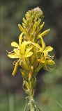 Asphodeline lutea. Соцветие. Черноморское побережье, Геленджик, севернее п. Кабардинка, можжевеловое редколесье. 23 апреля 2012 г.