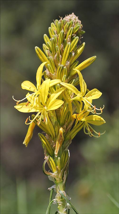 Изображение особи Asphodeline lutea.