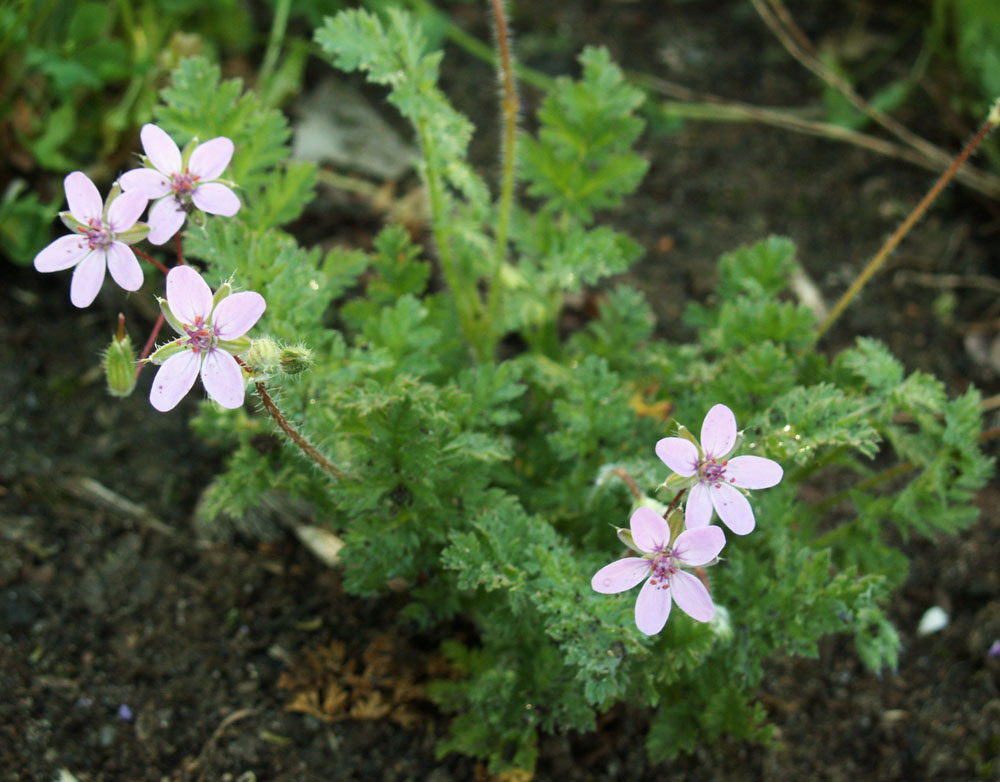 Изображение особи Erodium cicutarium.