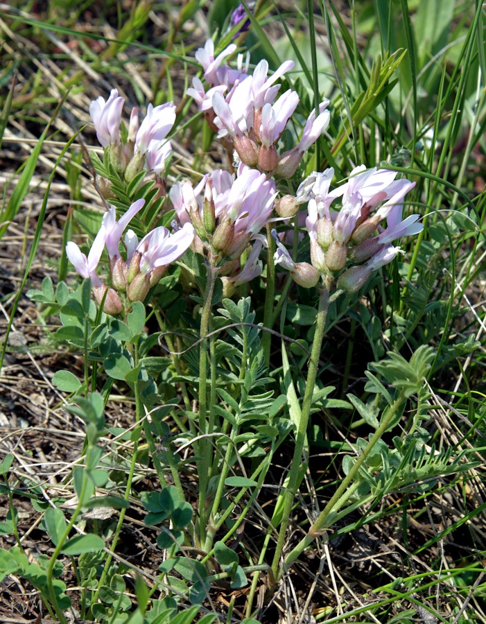 Image of Astragalus megalanthus specimen.