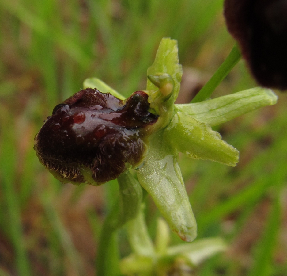 Изображение особи Ophrys sphegodes ssp. passionis.