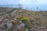 Anthemis monantha. Цветущие растения в петрофитной степи. Крым, Караньское плато. 26 мая 2012 г.