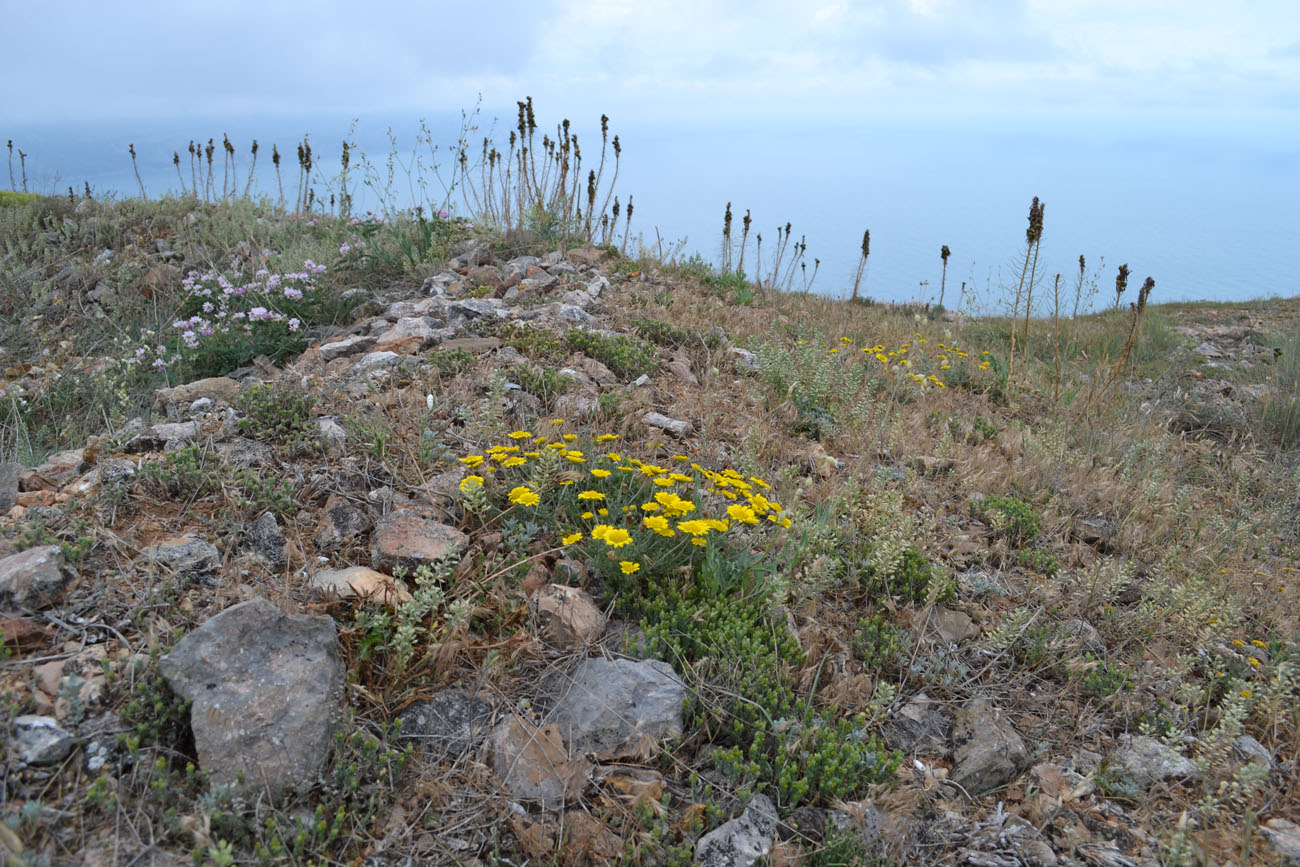 Изображение особи Anthemis monantha.