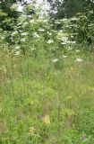 Chaerophyllum bulbosum