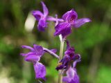 Orchis mascula